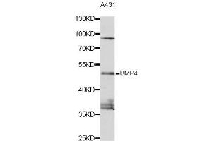 Western blot analysis of extracts of A431 cells, using BMP4 antibody (ABIN1871316) at 1:1000 dilution. (BMP4 抗体)