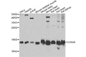 Western blot analysis of extracts of various cell lines, using COX5A Antibody. (COX5A 抗体)