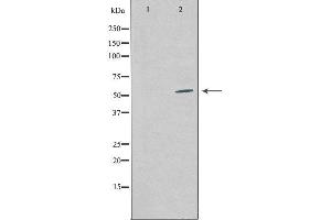 Western blot analysis of extracts from COS-7 cells using COPS2 antibody. (COPS2 抗体  (Internal Region))
