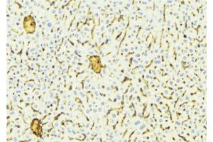 ABIN6275819 at 1/100 staining Mouse liver tissue by IHC-P. (CYP2A7 抗体)
