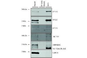 Immunoprecipitation analysis using Mouse Anti-VPS35 Monoclonal Antibody, Clone 8A3 (ABIN6932958). (VPS35 抗体  (Atto 488))