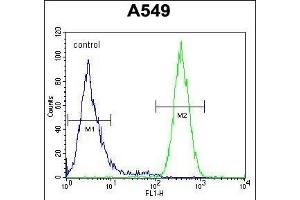 NGRN Antibody (C-term) (ABIN654592 and ABIN2844291) flow cytometric analysis of A549 cells (right histogram) compared to a negative control cell (left histogram). (NGRN 抗体  (C-Term))
