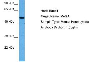 Host:  Mouse  Target Name:  MEF2A  Sample Tissue:  Mouse Heart  Antibody Dilution:  1ug/ml (MEF2A 抗体  (N-Term))
