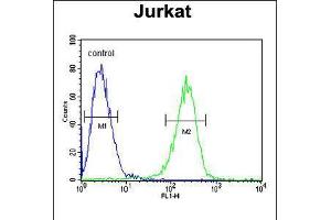 Flow cytometric analysis of Jurkat cells (right histogram) compared to a negative control cell (left histogram). (HADHB 抗体  (C-Term))