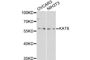 Western blot analysis of extracts of various cell lines, using KAT8 antibody (ABIN1873359) at 1:3000 dilution. (MYST1 抗体)