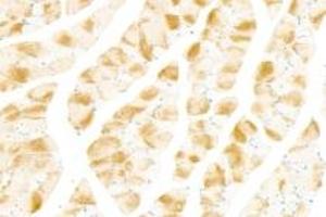 Immunohistochemistry analysis of paraffin-embedded mouse skeletal muscle using NRK (ABIN7074842) at dilution of 1: 1500 (NRK 抗体)