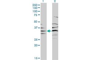 Western Blotting (WB) image for anti-3'(2'), 5'-Bisphosphate Nucleotidase 1 (BPNT1) (AA 1-100) antibody (ABIN564511)