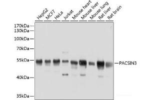 Western blot analysis of extracts of various cell lines using PACSIN3 Polyclonal Antibody at dilution of 1:1000. (PACSIN3 抗体)