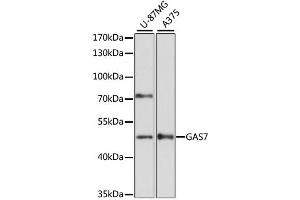 Western blot analysis of extracts of various cell lines, using GAS7 antibody (ABIN6292105) at 1:3000 dilution.