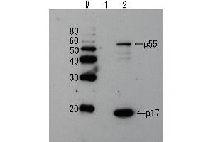 Western Blotting (WB) image for anti-Human Immunodeficiency Virus 1 Matrix (HIV-1 p17) (full length) antibody (ABIN2452017) (HIV-1 p17 抗体  (full length))