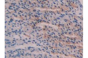 Used in DAB staining on fromalin fixed paraffin- embedded stomach tissue (Reelin 抗体  (AA 2400-2610))