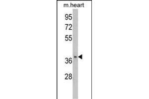 Western blot analysis of FBP2 Antibody (C-term) (ABIN390689 and ABIN2840979) in mouse heart tissue lysates (35 μg/lane). (FBP2 抗体  (C-Term))