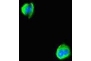 Immunofluorescent analysis of MCF-7 cells using ABIN7142032 at dilution of 1:100 and Alexa Fluor 488-congugated AffiniPure Goat Anti-Rabbit IgG(H+L) (ABHD5 抗体  (AA 2-349))