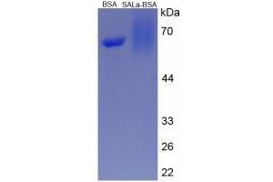 Image no. 1 for Salusin alpha (Salusin alpha) peptide (BSA) (ABIN5666002) (Salusin alpha (Salusin alpha) peptide (BSA))