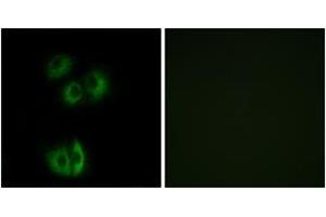 Immunofluorescence analysis of A549 cells, using CELSR3 Antibody. (CELSR3 抗体  (AA 3195-3244))