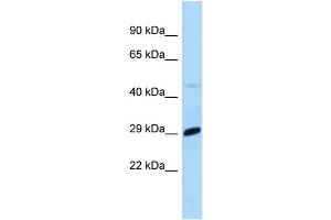 WB Suggested Anti-Mxd1 Antibody Titration: 1. (MXD1 抗体  (C-Term))