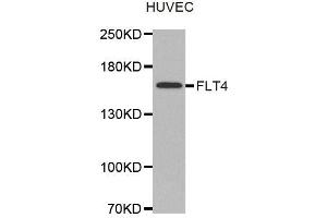 Western Blotting (WB) image for anti-Fms-Related Tyrosine Kinase 4 (FLT4) antibody (ABIN1876806)