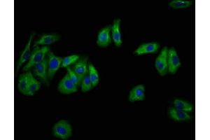 Immunofluorescence staining of HepG2 cells with ABIN7169579 at 1:133, counter-stained with DAPI. (Sialidase 4 抗体  (AA 225-377))