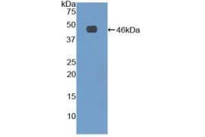 Western blot analysis of recombinant Human FBN1. (Fibrillin 1 抗体  (AA 81-236))