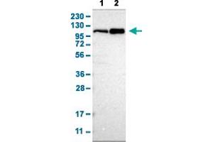 Western Blot analysis with CUL4B polyclonal antibody . (Cullin 4B 抗体  (AA 9-152))