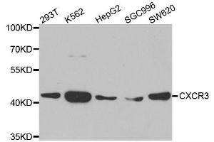 Western blot analysis of extracts of various cell lines, using CXCR3 antibody. (CXCR3 抗体)