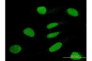 Immunofluorescence (IF) image for anti-Tripartite Motif Containing 63 (TRIM63) (AA 254-352) antibody (ABIN566580)