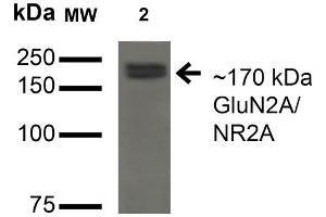 Western Blot analysis of Monkey COS cells transfected with GFP-tagged NR2A showing detection of ~170 kDa GluN2A/NR2A protein using Mouse Anti-GluN2A/NR2A Monoclonal Antibody, Clone S327A-38 . (NMDAR2A 抗体  (AA 75-325) (APC))