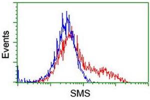 Flow Cytometry (FACS) image for anti-Spermine Synthase, SMS (SMS) antibody (ABIN1501095) (SMS 抗体)