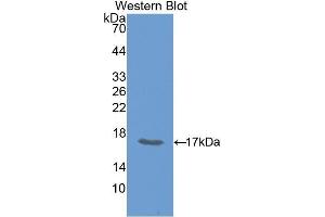 Western Blotting (WB) image for anti-Growth Differentiation Factor 15 (GDF15) (AA 193-296) antibody (ABIN1175411) (GDF15 抗体  (AA 193-296))