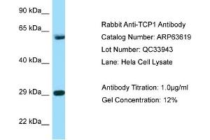 Western Blotting (WB) image for anti-T-Complex 1 (TCP1) (C-Term) antibody (ABIN2789569) (TCP1 alpha/CCTA 抗体  (C-Term))