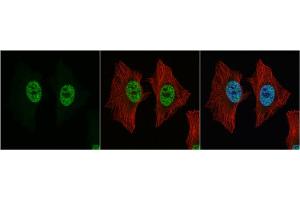 Immunofluorescence (IF) image for anti-Non-POU Domain Containing, Octamer-Binding (NONO) (N-Term) antibody (ABIN2855035)