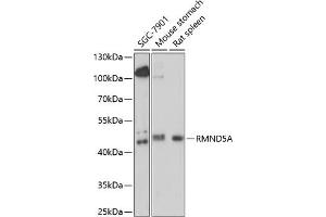 Western blot analysis of extracts of various cell lines, using RMND5A antibody (ABIN7269917) at 1:1000 dilution. (RMND5A 抗体  (AA 200-270))