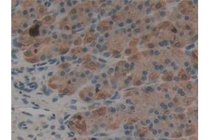 Detection of EREG in Rat Stomach Tissue using Polyclonal Antibody to Epiregulin (EREG) (Epiregulin 抗体  (AA 1-162))