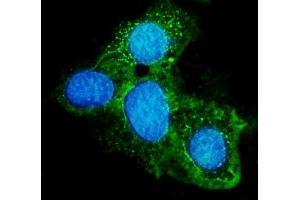 IF analysis of ABCG8 using anti-ABCG8 antibody (ABIN7601918).