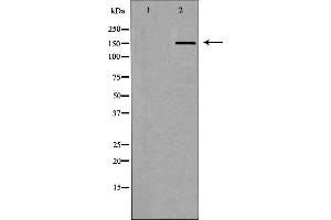 Western blot analysis of extracts of Mouse heart tissue lysate, using ABCC5antibody.