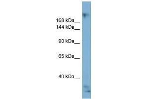 WB Suggested Anti-EXPH5 Antibody Titration:  0. (Exophilin 5 抗体  (Middle Region))
