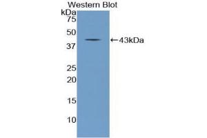 Western blot analysis of the recombinant protein. (NPPC 抗体  (AA 31-126))