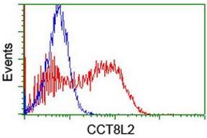 Image no. 2 for anti-Chaperonin Containing TCP1, Subunit 8 (Theta)-Like 2 (CCT8L2) antibody (ABIN1497479) (CCT8L2 抗体)