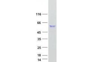 Western Blotting (WB) image for Carboxypeptidase, Vitellogenic-Like (CPVL) (Transcript Variant 1) protein (Myc-DYKDDDDK Tag) (ABIN2712541)