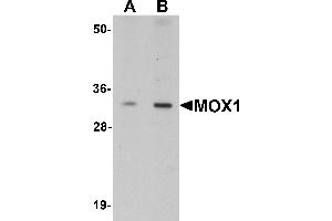 Western Blotting (WB) image for anti-Mesenchyme Homeobox 1 (MEOX1) (Middle Region) antibody (ABIN1031005)