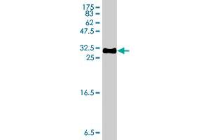 Western Blotting (WB) image for anti-Inhibitor of DNA Binding 4, Dominant Negative Helix-Loop-Helix Protein (ID4) (AA 60-110) antibody (ABIN561415)