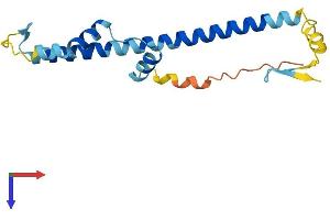 AlphaFold protein structure predicition of Human Recombinant FAM167B Protein, UniprotID Q9BTA0