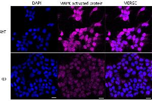 anti-Mitogen-Activated Protein Kinase-Activated Protein Kinase 2 (MAPKAPK2) antibody