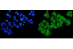 IF analysis of SOX18 using anti-SOX18 antibody (ABIN7602205). (SOX18 抗体  (AA 63-362))