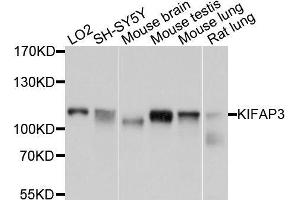 Western blot analysis of extracts of various cell lines, using KIFAP3 antibody. (KIFAP3 抗体  (AA 1-200))