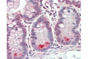 Anti-GUCA2A / Guanylin antibody IHC staining of human small intestine. (GUCA2A 抗体  (AA 56-105))
