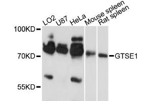 Western blot analysis of extracts of various cell lines, using GTSE1 antibody.