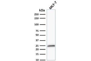 Western Blot Analysis of MCF-7 cell lysate using Bcl-2 Mouse Monoclonal Antibody (100/D5 + 124). (Bcl-2 抗体  (AA 41-54))