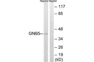 Western blot analysis of extracts from HepG2 cells, using GNB5 antibody. (GNB5 抗体  (Internal Region))