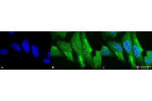 Immunocytochemistry/Immunofluorescence analysis using Mouse Anti-HO-1 Monoclonal Antibody, Clone 1F12-A6 . (HMOX1 抗体  (AA 1-30) (PerCP))